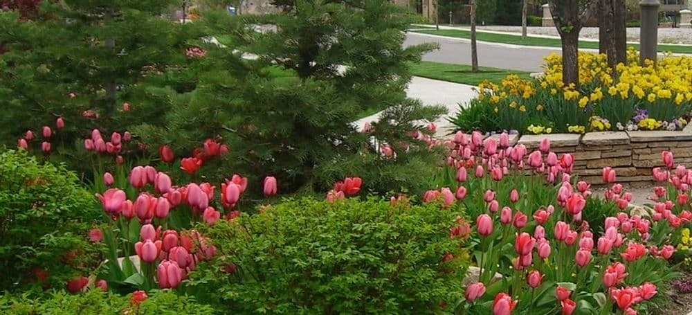 Vibrant pink tulips in a lush garden with yellow daffodils and green trees.